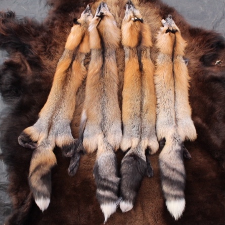 IMG_7003 Cross Fox Hides