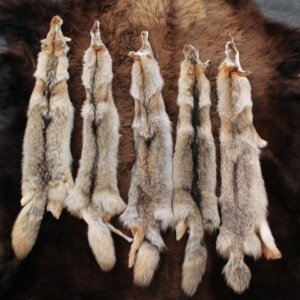 Coyote Hides