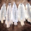 Badger Fur