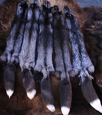 IMG_7057 Silver Fox Hide