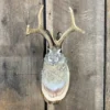 Jackalope Mount SQ3811
