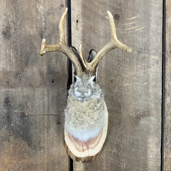 Jackalope Mount SQ3811