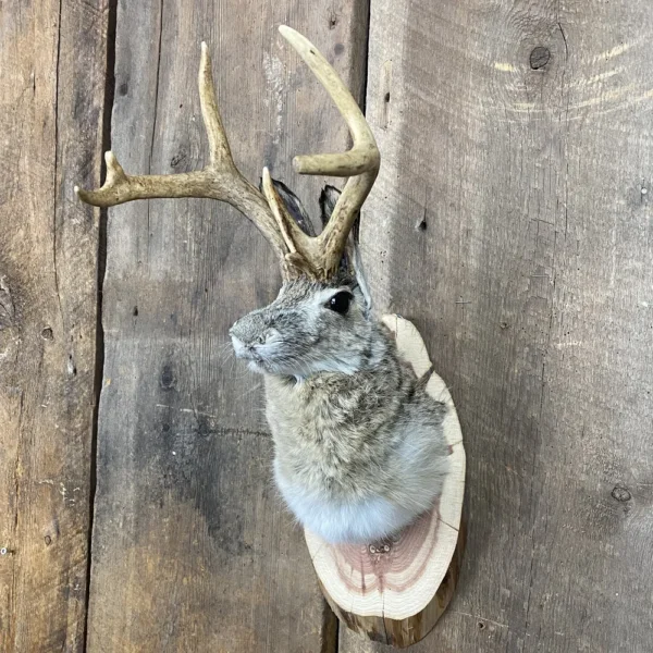 Jackalope Mount SQ3811