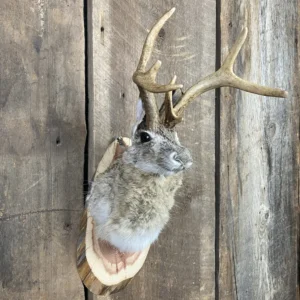 Jackalope Mount SQ3811