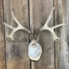 Jackalope Mount SQ2403