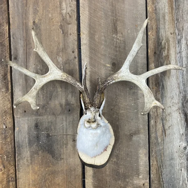 IMG_7518 Jackalope Mount SQ2403