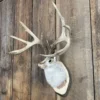 Jackalope Mount SQ2403