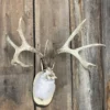 Jackalope Mount SQ2403