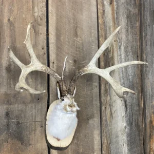 Jackalope Mount SQ2403