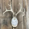 Jackalope Mount SQ1538