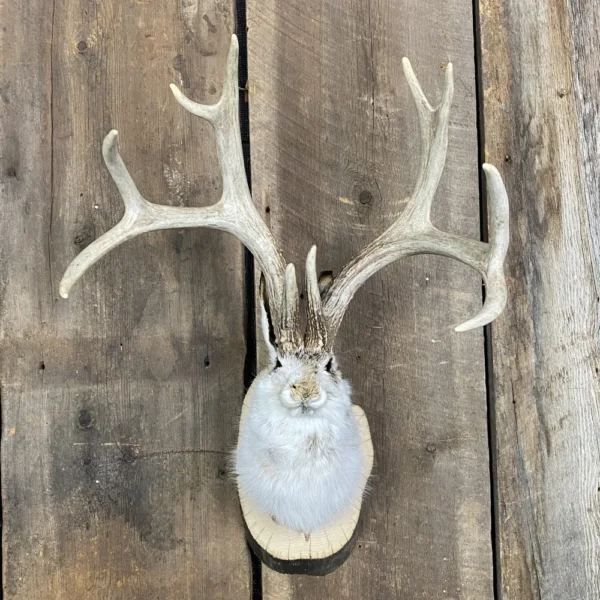 IMG_7544 Jackalope Mount SQ1538