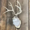 Jackalope Mount SQ1538