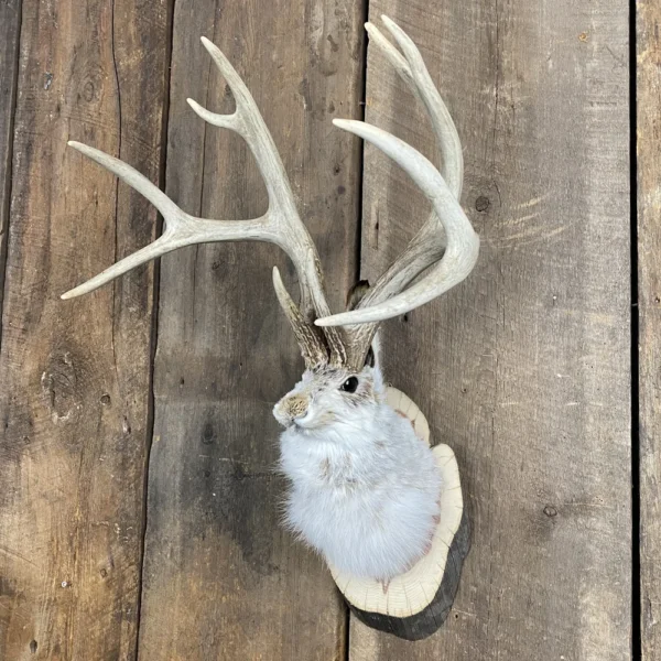 IMG_7551 Jackalope Mount SQ1538