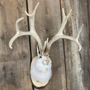 Jackalope Mount SQ1538