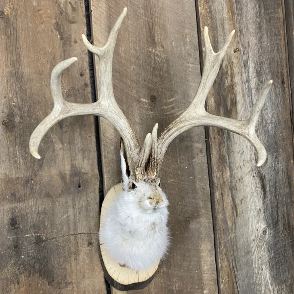 IMG_7565 Jackalope Mount SQ1538