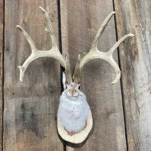 Jackalope Mount SQ8608
