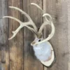 Jackalope Mount SQ1635