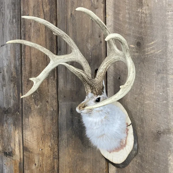 IMG_7576 Jackalope Mount SQ8608