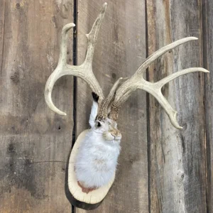 Jackalope Mount SQ1635