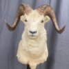 Dall Sheep Mount SQ7829