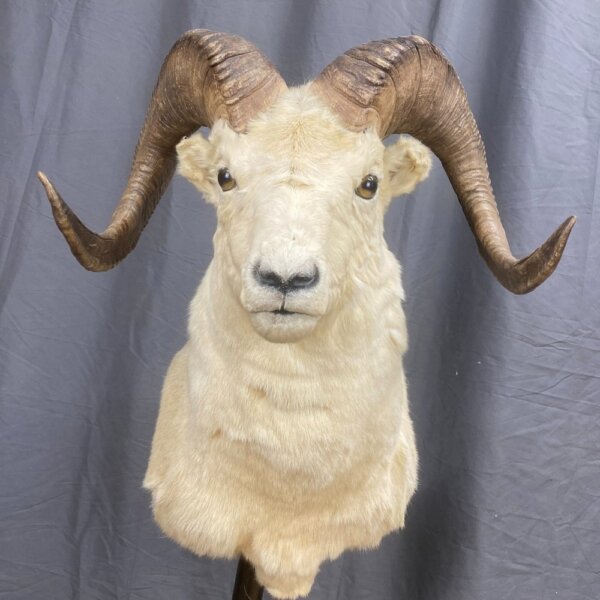 Dall Sheep Mount SQ7829