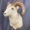 Dall Sheep Mount SQ7829