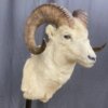 Dall Sheep Mount SQ7829