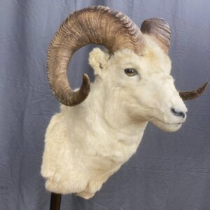 Dall Sheep Mount SQ7829