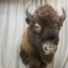 Buffalo Shoulder Mount
