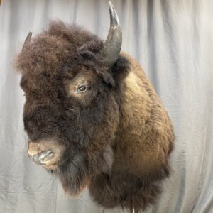 Buffalo Shoulder Mount
