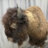 Buffalo Shoulder Mount