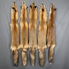 Wild Red Fox Fur (No Feet)