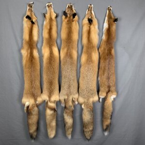 Wild Red Fox Fur (No Feet)