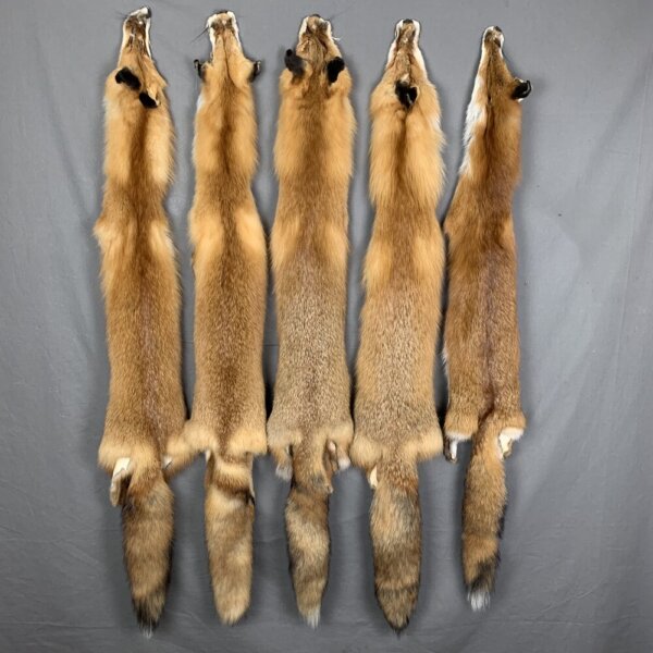 TwwzkszpQDagsTBFUZyX3Q Wild Red Fox Fur (No Feet)