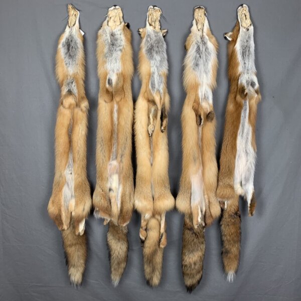 Yia7RNbhQX69DEirHb+ Wild Red Fox Fur (No Feet)