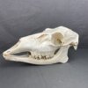 Deer Doe Skull (Mule deer)