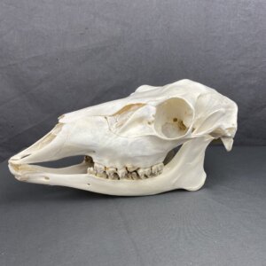 Deer Doe Skull (Mule deer)
