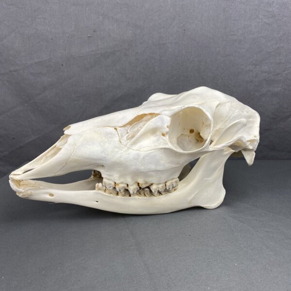 Deer Doe Skull (Mule deer)