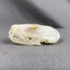 Spotted skunk skull
