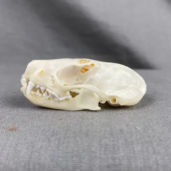 Spotted skunk skull