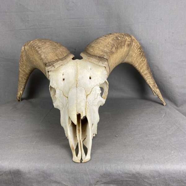 313CD871-8D05-4A2F-B33F-F6EB91AF6F2F Bighorn Sheep Skull SQ213