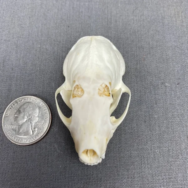 Spotted skunk skull