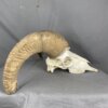 Bighorn Sheep Skull SQ213