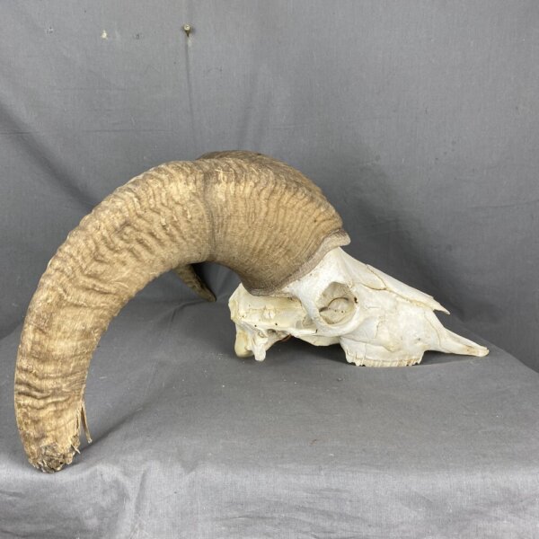 402EBD8F-1D88-4B80-A178-B1918FC2C4C1 Bighorn Sheep Skull SQ213
