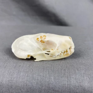 Spotted skunk skull