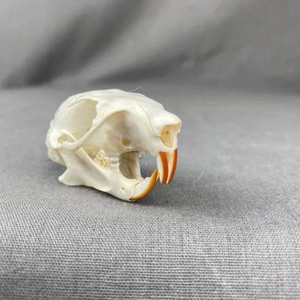 4AE3EFEF-4345-485F-9FEB-DE3568FFD2A5 Red Squirrel Skull