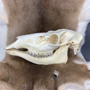 Elk Skull
