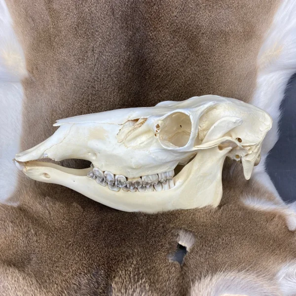 Elk Skull
