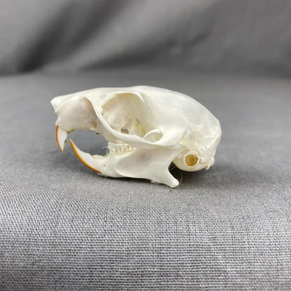 51255076-947D-48BE-A44F-738F14AD20CA Red Squirrel Skull