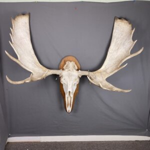 Moose Skull 53”